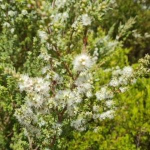 Kunzea ambigua at Isaacs, ACT - suppressed