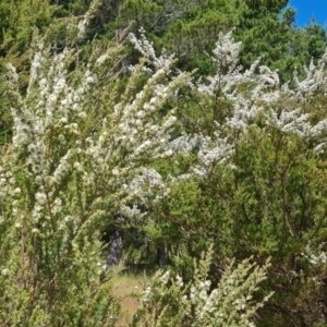 Kunzea ambigua at Isaacs, ACT - suppressed