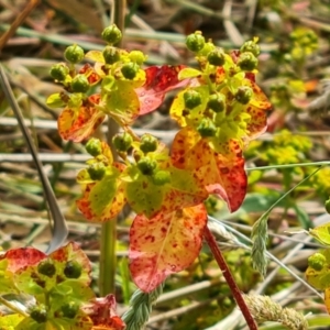 Euphorbia oblongata at Isaacs, ACT - 20 Dec 2022 05:04 PM