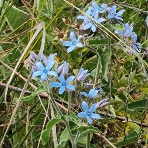 Oxypetalum coeruleum at Isaacs, ACT - 20 Dec 2022 05:01 PM