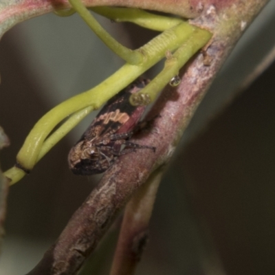 Eurymeloides adspersa (Gumtree hopper) at Higgins, ACT - 15 Dec 2022 by AlisonMilton