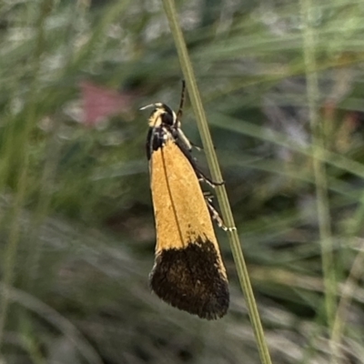 Merocroca automima (Chezala group) at Cotter River, ACT - 19 Dec 2022 by Pirom