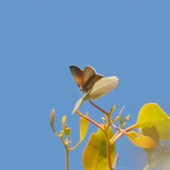 Acrodipsas aurata (Golden Ant-blue) at Ainslie, ACT - 19 Dec 2022 by DPRees125