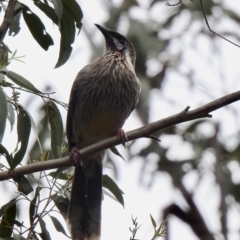 Anthochaera carunculata (Red Wattlebird) at Bungonia, NSW - 18 Oct 2022 by GlossyGal