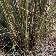 Eragrostis curvula (African Lovegrass) at Belconnen, ACT - 20 Dec 2022 by JohnGiacon