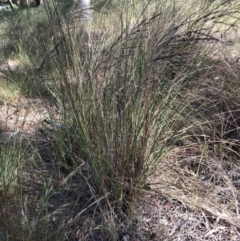 Eragrostis curvula at Belconnen, ACT - 20 Dec 2022