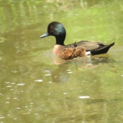 Anas castanea (Chestnut Teal) at Lake Burley Griffin Central/East - 17 Dec 2022 by BenW