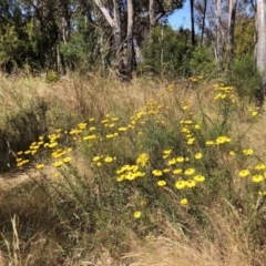 Xerochrysum viscosum (Sticky Everlasting) at Aranda, ACT - 18 Dec 2022 by JohnGiacon