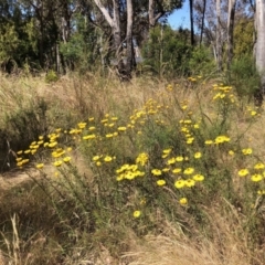 Xerochrysum viscosum (Sticky Everlasting) at Aranda, ACT - 17 Dec 2022 by jgiacon