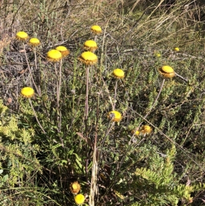 Coronidium oxylepis subsp. lanatum (Woolly Pointed Everlasting) at Aranda, ACT - 17 Dec 2022 by jgiacon