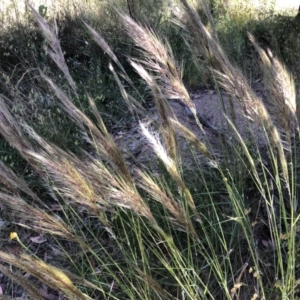 Austrostipa densiflora at Molonglo Valley, ACT - 18 Dec 2022 09:15 AM