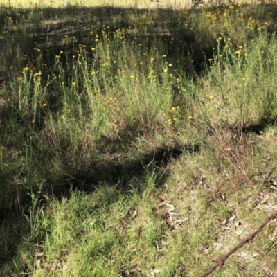 Xerochrysum viscosum (Sticky Everlasting) at Aranda Bushland - 18 Dec 2022 by JohnGiacon