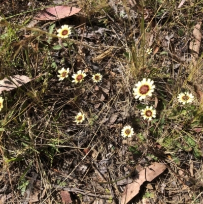 Tolpis barbata (Yellow Hawkweed) at Molonglo Valley, ACT - 17 Dec 2022 by jgiacon