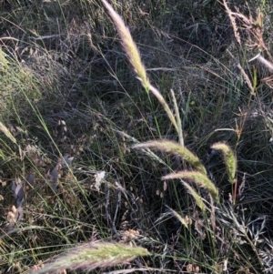 Austrostipa densiflora at Aranda, ACT - 18 Dec 2022