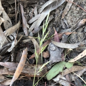 Rytidosperma sp. at Bruce, ACT - 18 Dec 2022