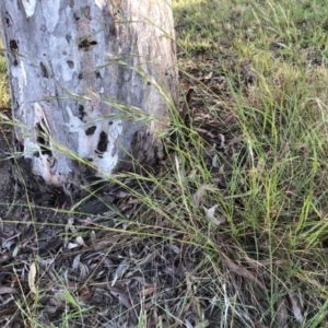 Rytidosperma sp. at Bruce, ACT - 18 Dec 2022