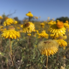 Xerochrysum viscosum (Sticky Everlasting) at Stromlo, ACT - 19 Dec 2022 by JimL