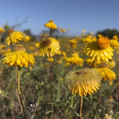 Xerochrysum viscosum (Sticky Everlasting) at Stromlo, ACT - 19 Dec 2022 by JimL