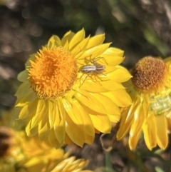 Oxyopes sp. (genus) at Stromlo, ACT - 19 Dec 2022