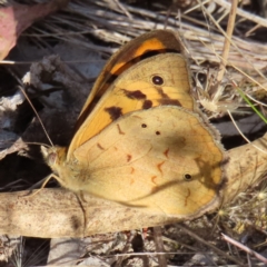 Heteronympha merope (Common Brown Butterfly) at Wanniassa Hill - 20 Dec 2022 by MatthewFrawley
