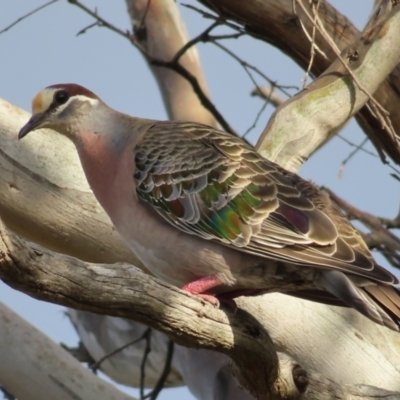 Phaps chalcoptera (Common Bronzewing) at Wanniassa Hill - 20 Dec 2022 by MatthewFrawley