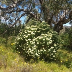 Cassinia longifolia at Theodore, ACT - 18 Dec 2022