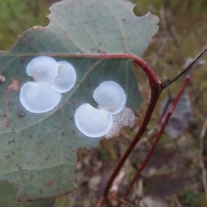 Lasiopsylla sp. (genus) at Jerrabomberra, ACT - 20 Dec 2022