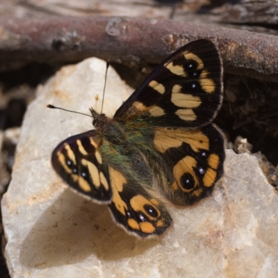 Argynnina cyrila (Forest Brown, Cyril's Brown) at Kosciuszko National Park, NSW - 19 Dec 2022 by patrickcox