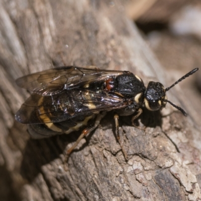 Cerealces scutellata (A sawfly) at Kosciuszko National Park, NSW - 19 Dec 2022 by patrickcox