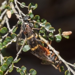 Cerealces scutellata at Kosciuszko National Park, NSW - 19 Dec 2022 12:00 PM