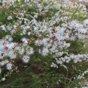 Kunzea ericoides at Jerrabomberra, ACT - 20 Dec 2022