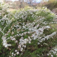 Kunzea ericoides at Jerrabomberra, ACT - 20 Dec 2022