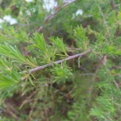 Kunzea ericoides at Jerrabomberra, ACT - 20 Dec 2022