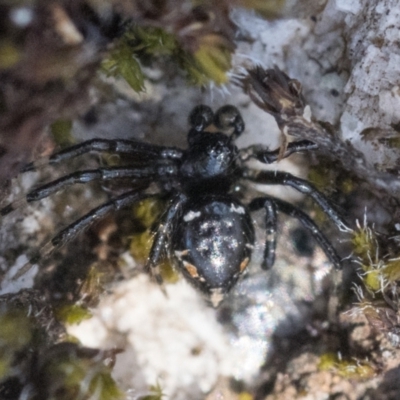 Euryopis splendens (Splendid tick spider) at Kosciuszko National Park - 20 Dec 2022 by patrickcox