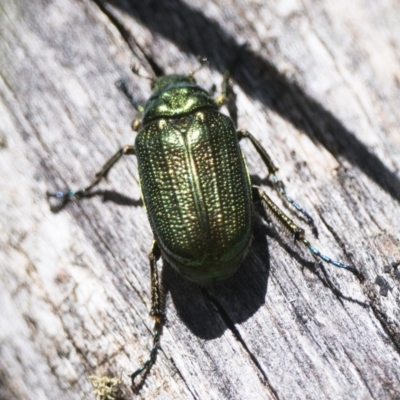 Diphucephala elegans (Green scarab beetle) at Kosciuszko National Park - 19 Dec 2022 by patrickcox