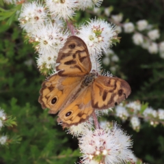 Heteronympha merope (Common Brown Butterfly) at Jerrabomberra, ACT - 20 Dec 2022 by MatthewFrawley