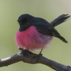 Petroica rodinogaster (Pink Robin) at Kosciuszko National Park, NSW - 19 Dec 2022 by patrickcox