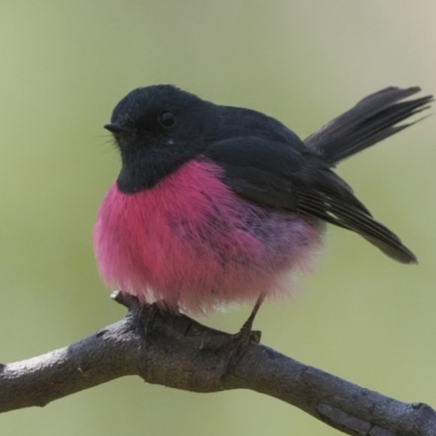 Petroica rodinogaster (Pink Robin) at Kosciuszko National Park - 18 Dec 2022 by patrickcox