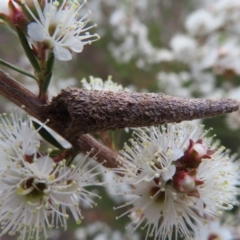 Lepidoscia (genus) IMMATURE (Unidentified Cone Case Moth larva, pupa, or case) at Jerrabomberra, ACT - 20 Dec 2022 by MatthewFrawley
