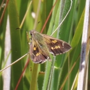 Hesperilla donnysa at Paddys River, ACT - suppressed