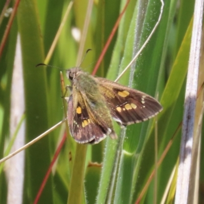 Hesperilla donnysa (Varied Sedge-skipper) at Paddys River, ACT - 20 Dec 2022 by owenh