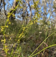 Stackhousia nuda (Wiry Stackhousia) at High Range, NSW - 18 Dec 2022 by GlossyGal