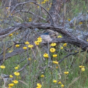 Myiagra rubecula at Jerrabomberra, ACT - 20 Dec 2022