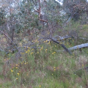 Myiagra rubecula at Jerrabomberra, ACT - 20 Dec 2022