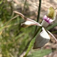 Caladenia moschata (Musky Caps) at Namadgi National Park - 20 Dec 2022 by Pirom