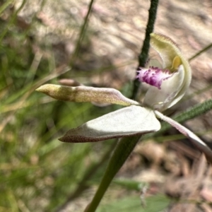 Caladenia moschata at Tennent, ACT - 20 Dec 2022