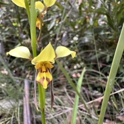 Diuris sulphurea (Tiger Orchid) at Namadgi National Park - 19 Dec 2022 by Pirom