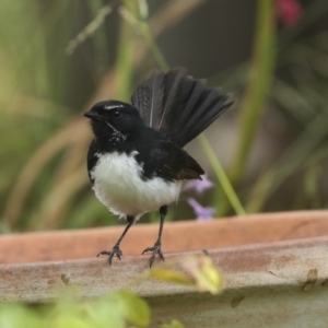 Rhipidura leucophrys at Higgins, ACT - 17 Dec 2022