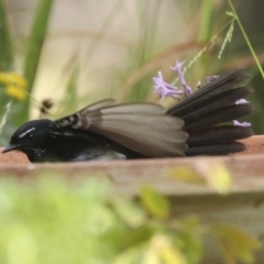 Rhipidura leucophrys at Higgins, ACT - 17 Dec 2022