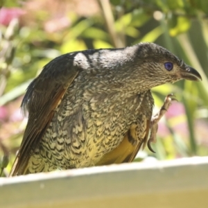 Ptilonorhynchus violaceus at Higgins, ACT - 18 Dec 2022